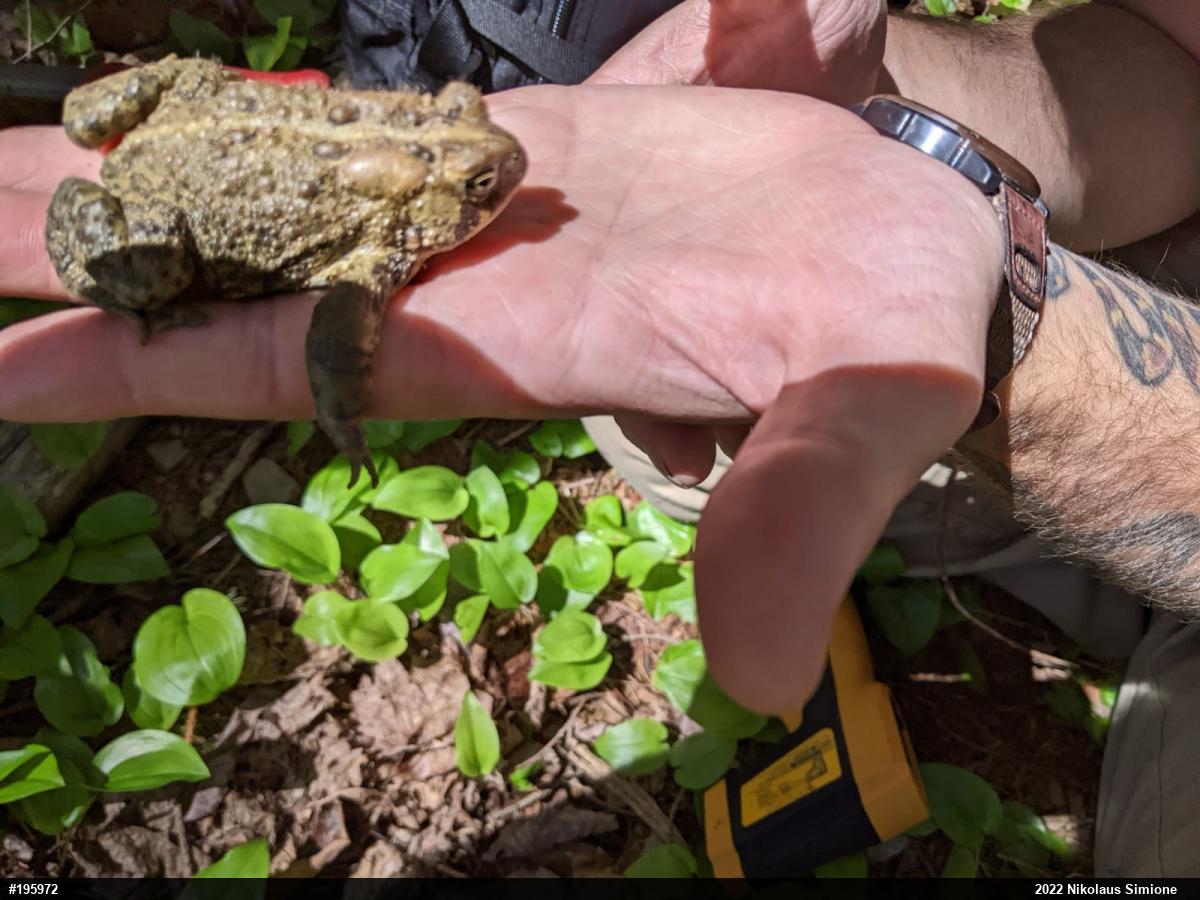 Eastern American Toad