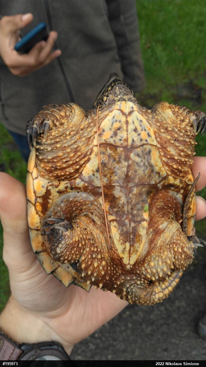 Snapping Turtle