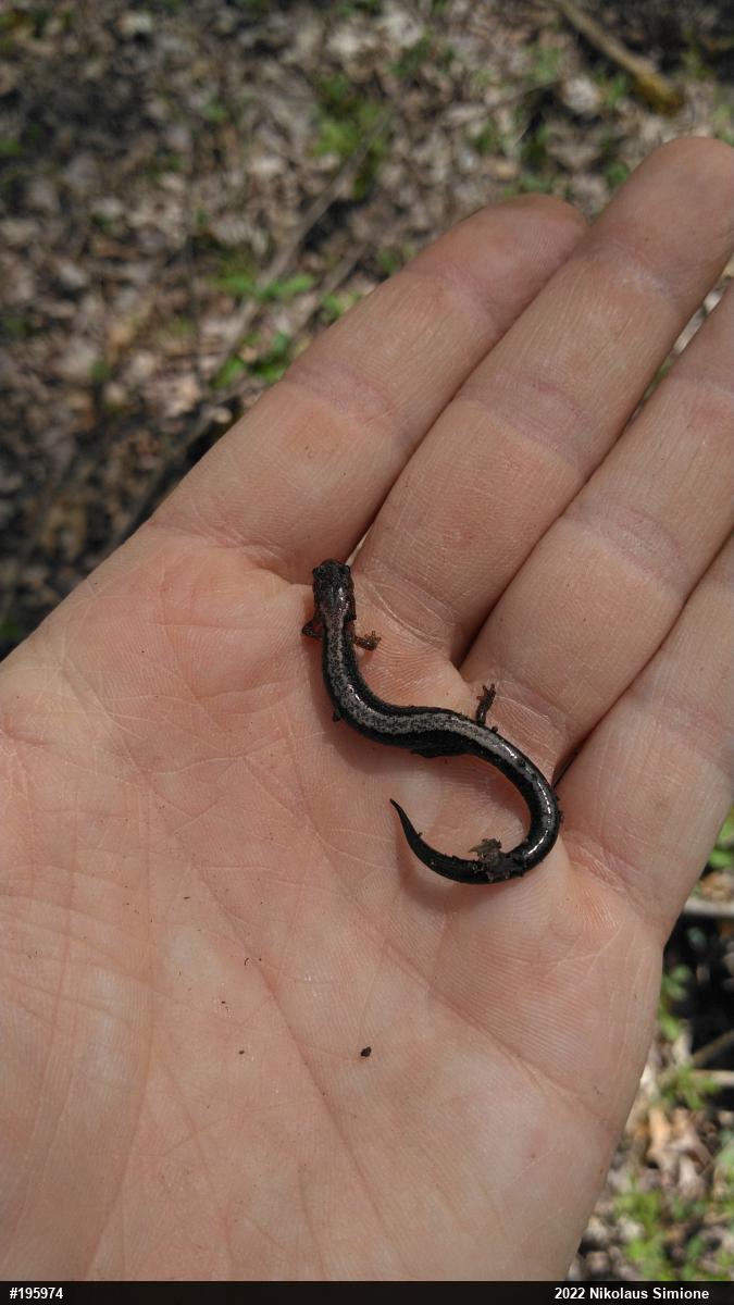 Eastern Red-backed  Salamander