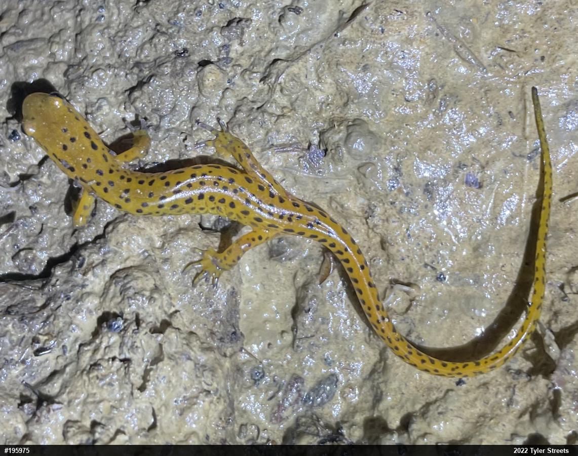 Eastern Long-tailed Salamander