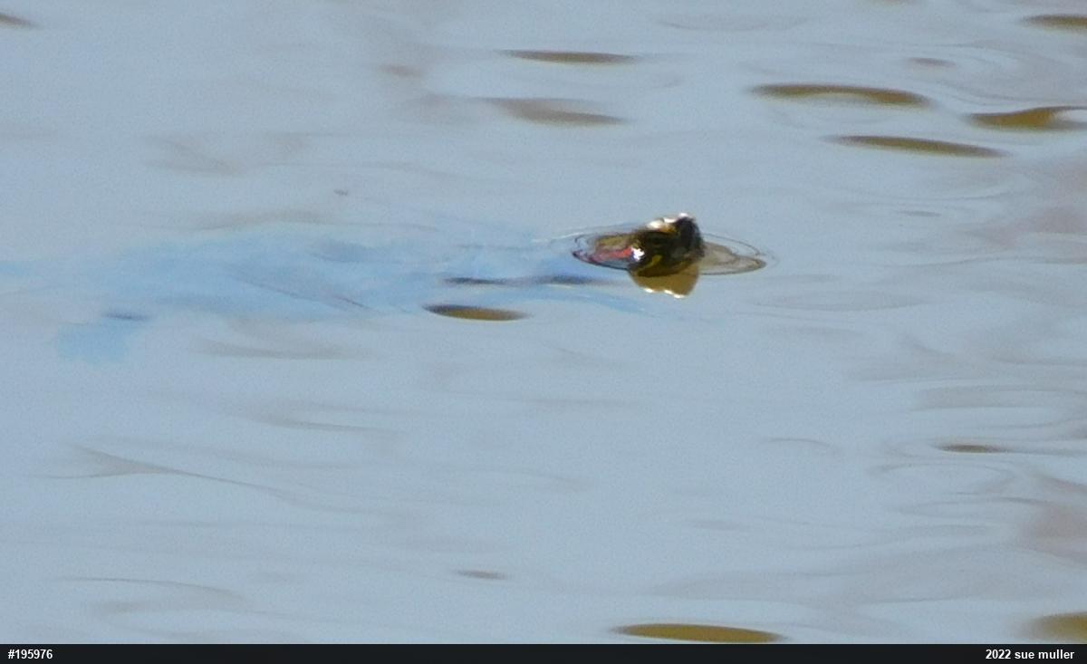 Red-eared Slider