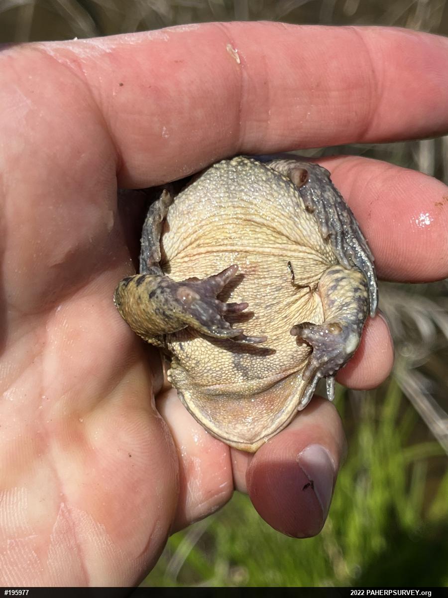 Eastern American Toad