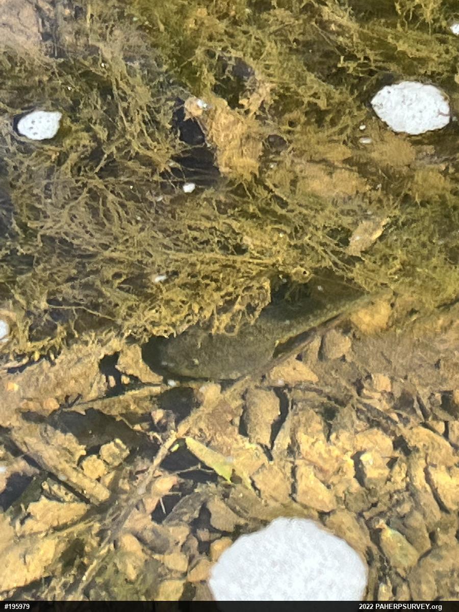 True Frogs
