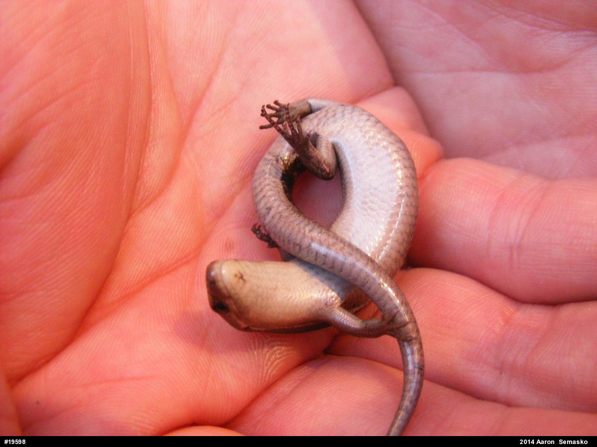 Skinks