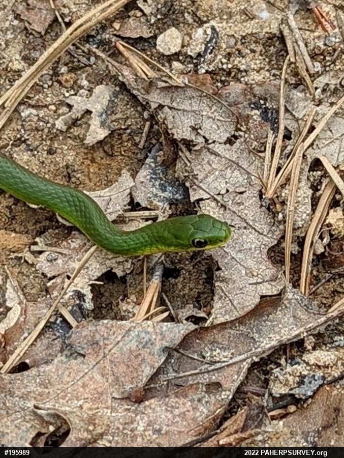 Smooth Greensnake