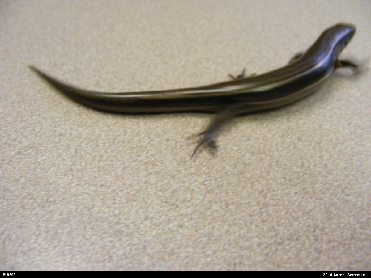 Northern Coal Skink