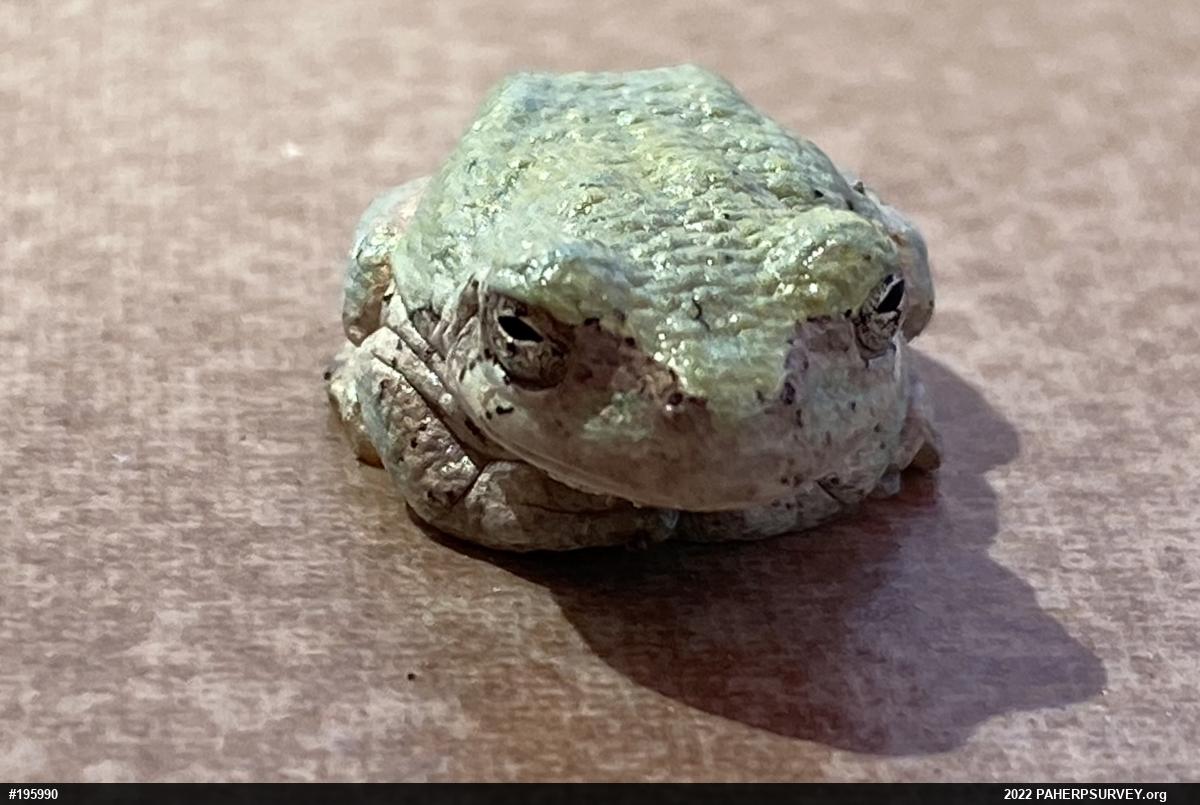 Unknown Gray Treefrog