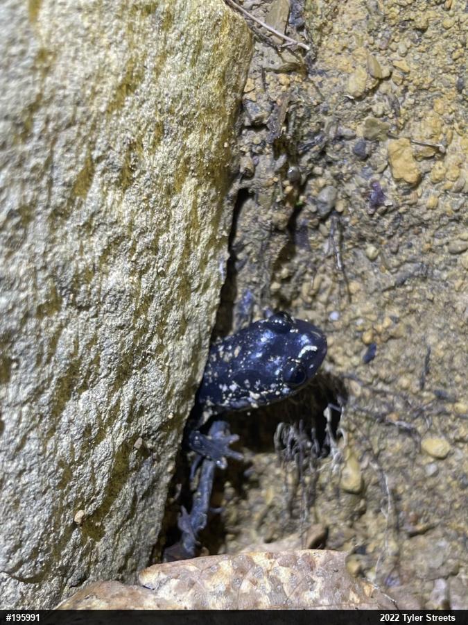 Northern Slimy Salamander