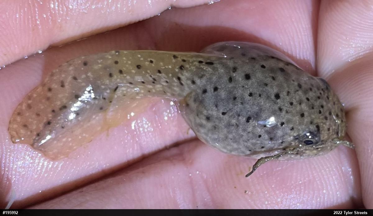 American Bullfrog