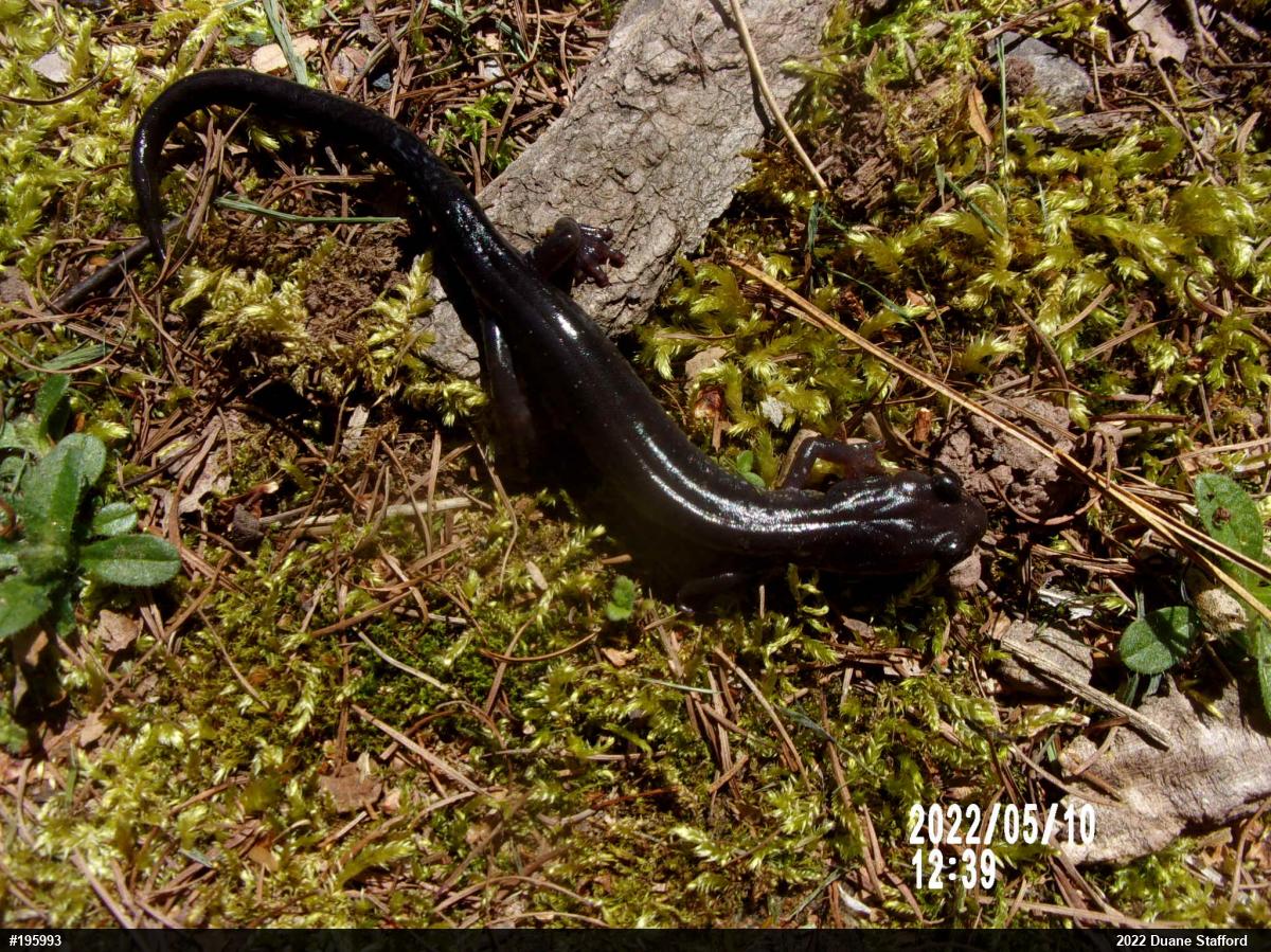 Wehrle's Salamander