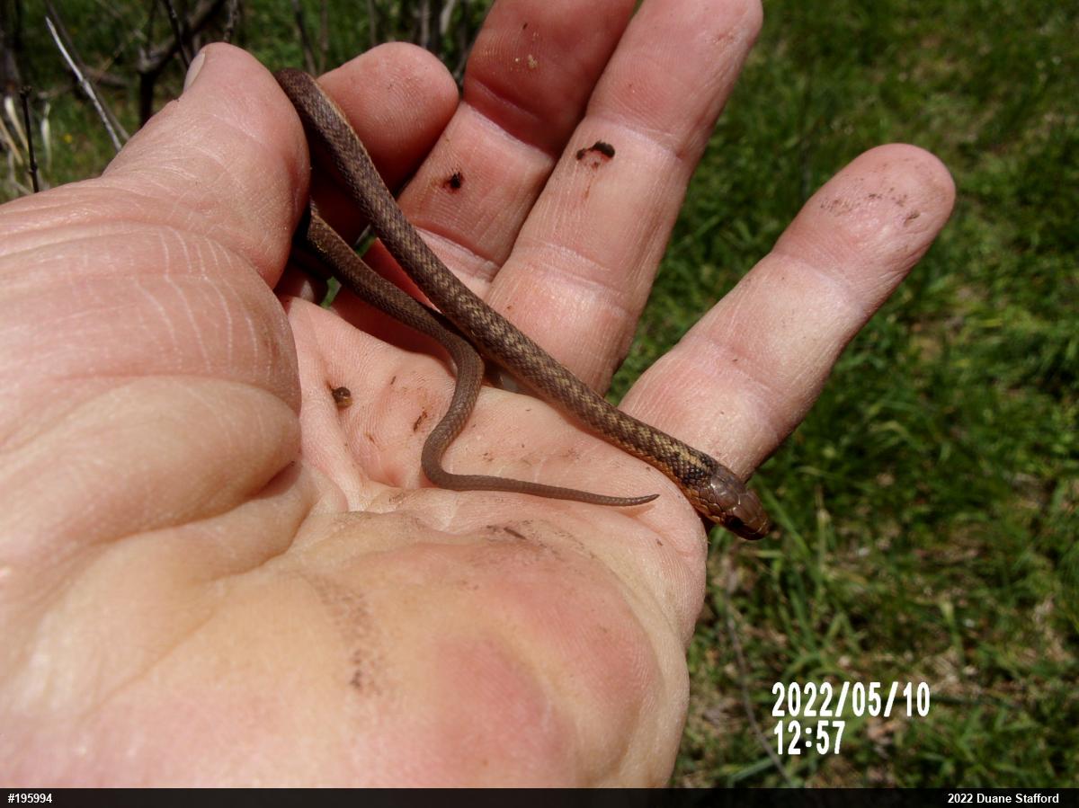 Eastern Gartersnake