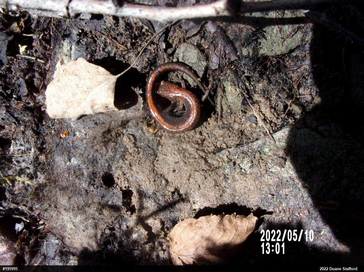 Eastern Red-backed  Salamander