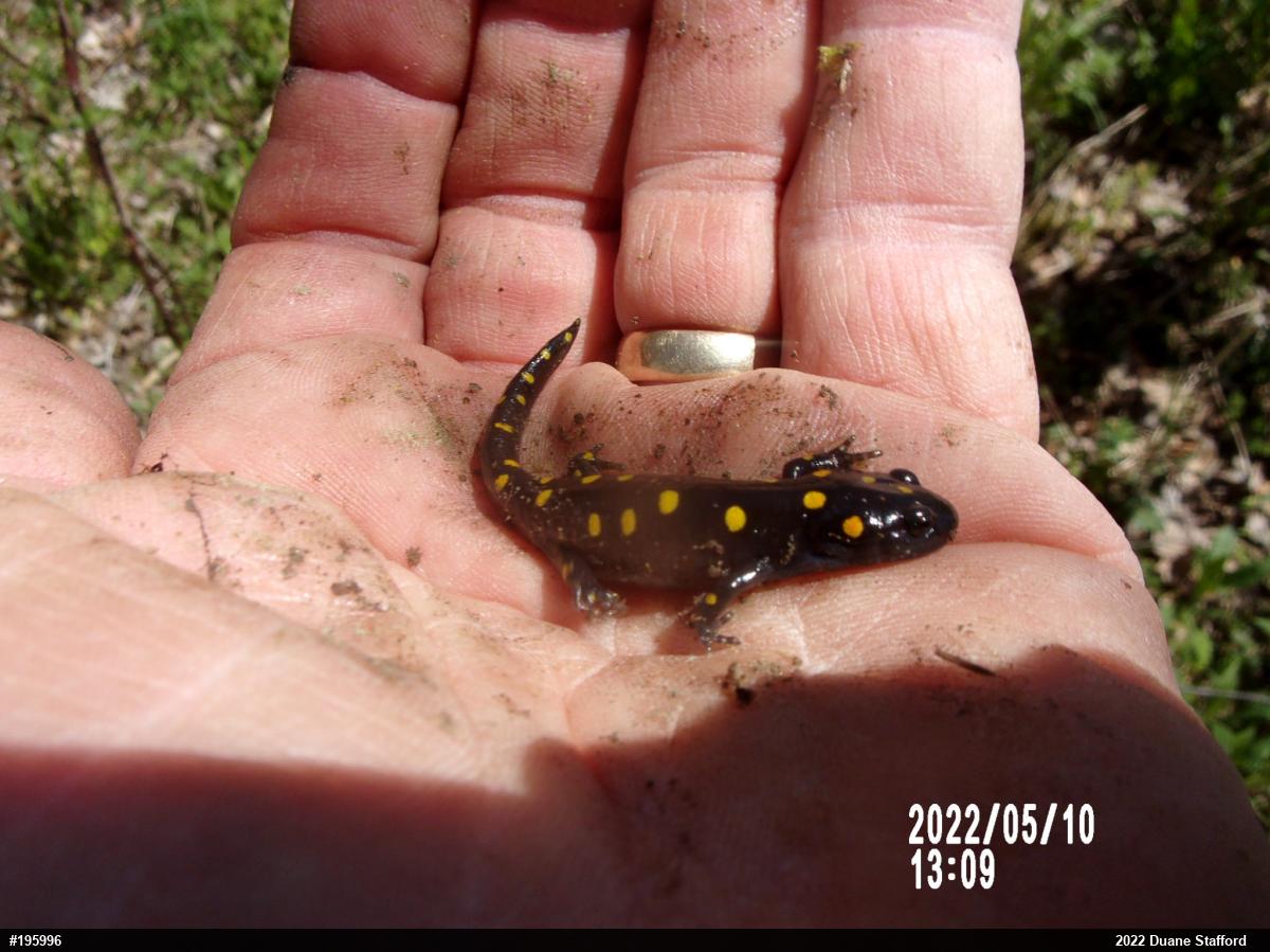 Spotted Salamander