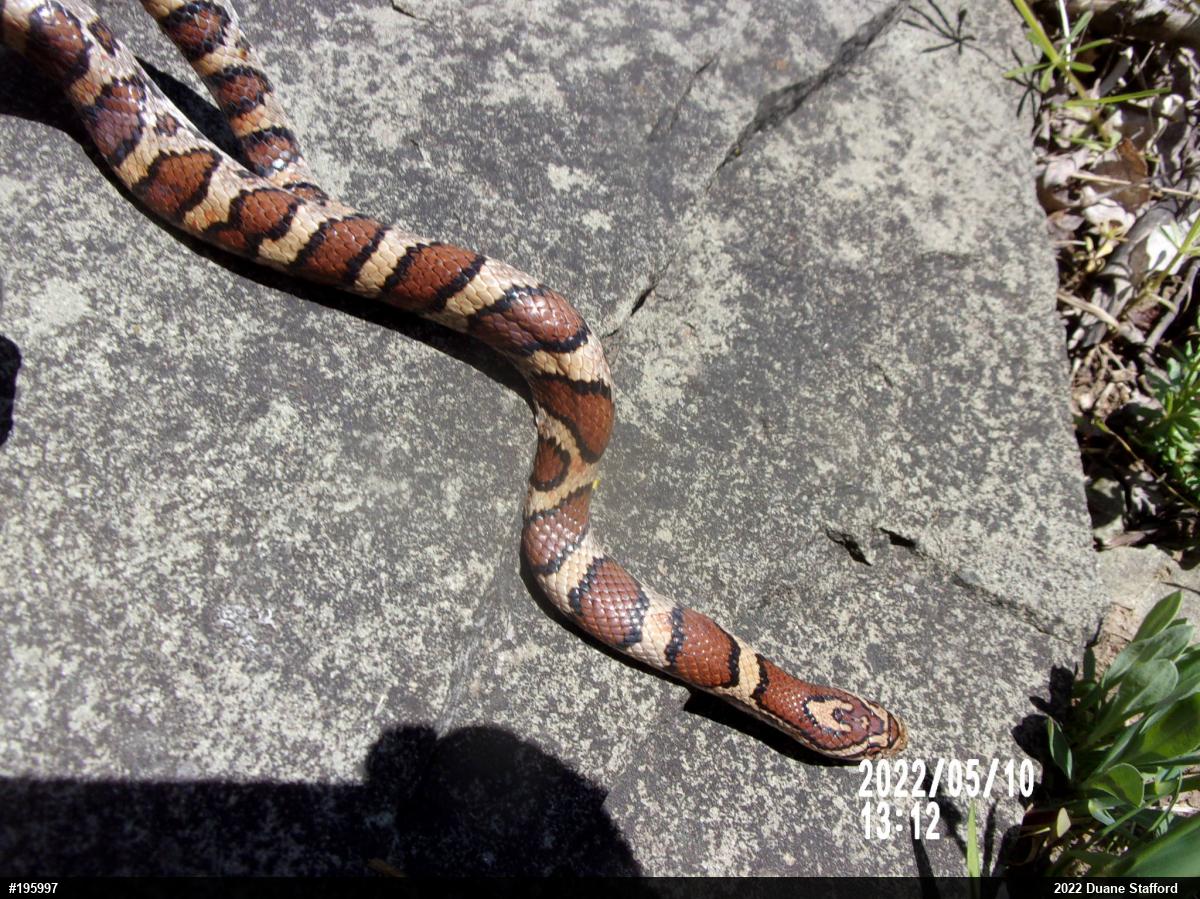 Eastern Milksnake