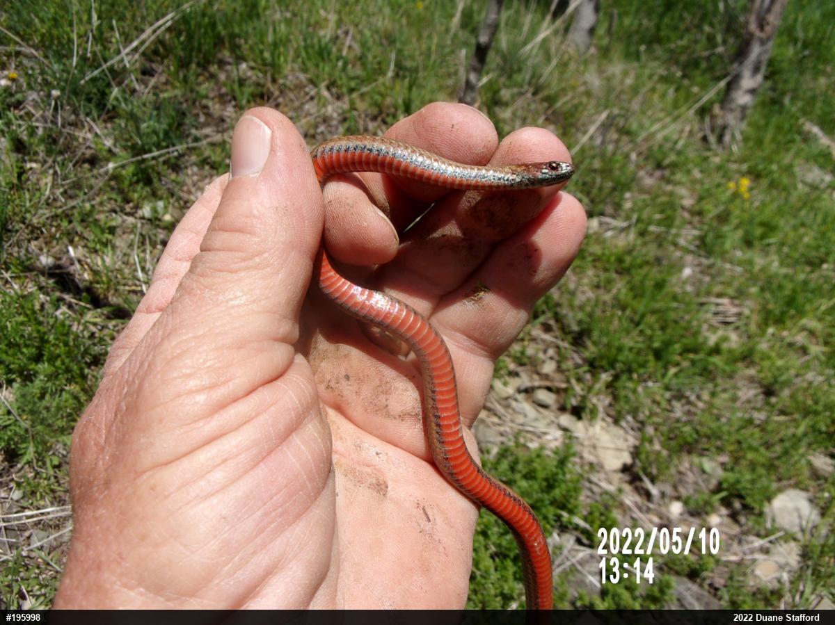 Red-bellied Snake