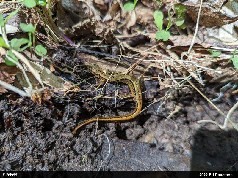 Northern Two-lined Salamander