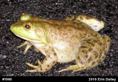 American Bullfrog