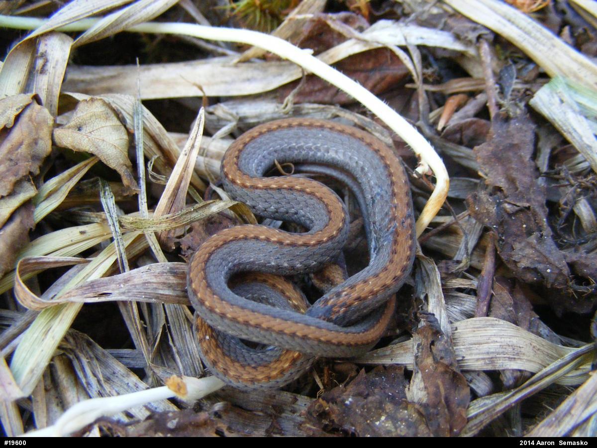 Red-bellied Snake