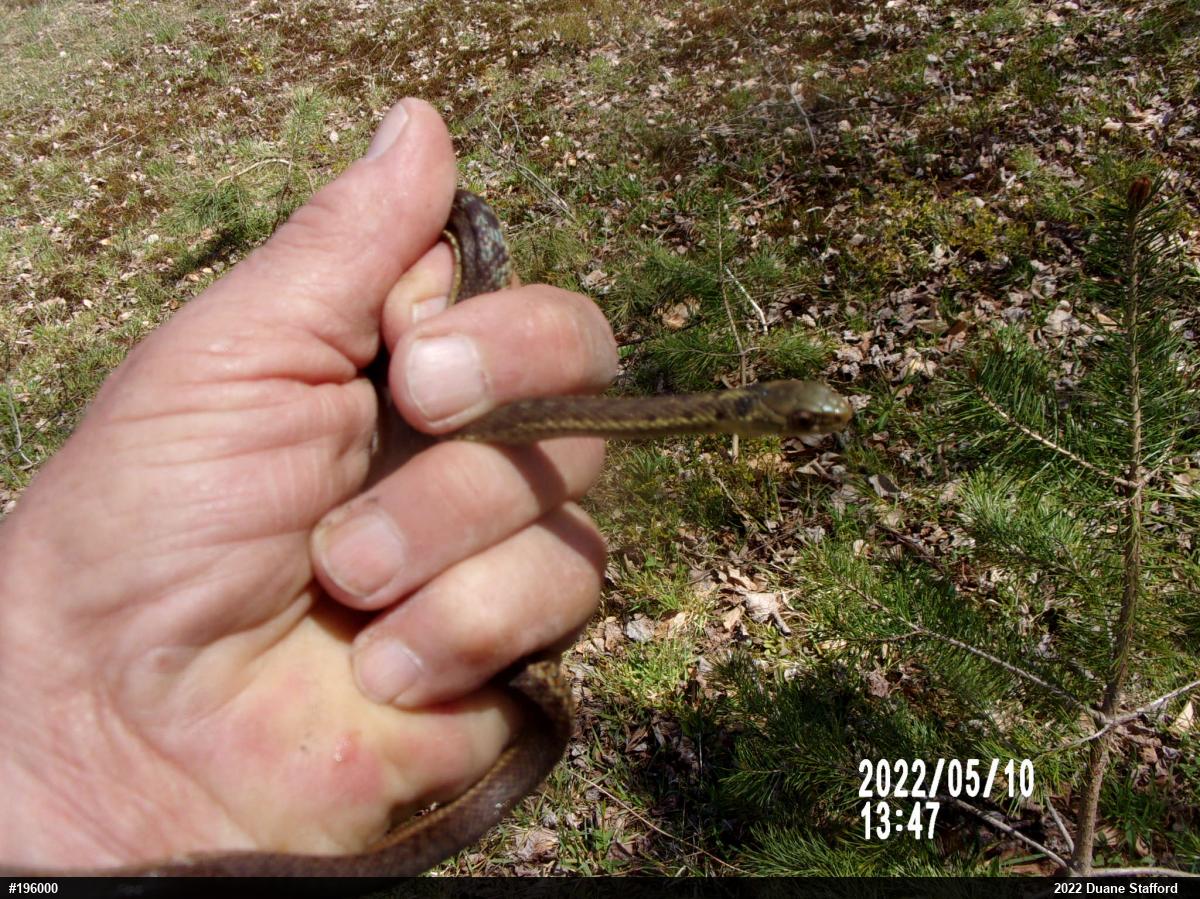 Eastern Gartersnake