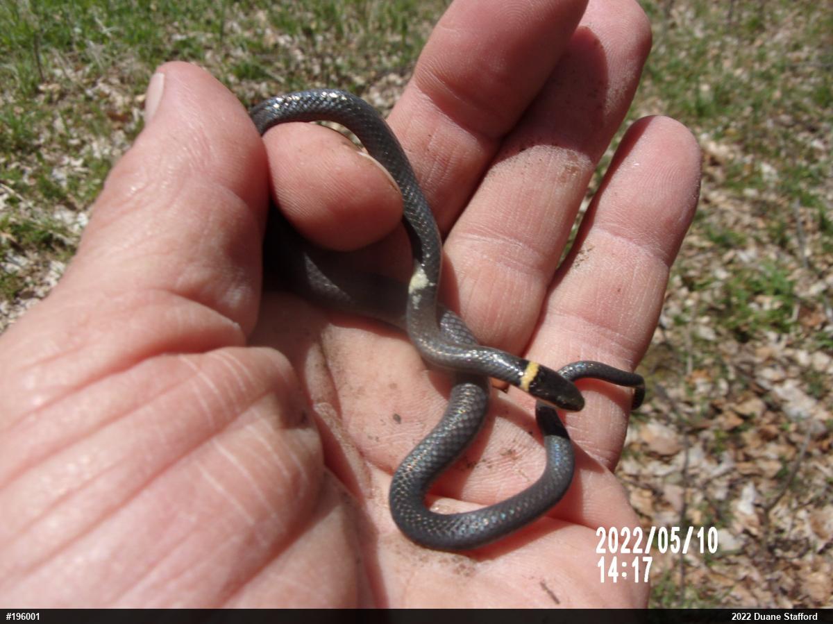 Northern Ring-necked Snake