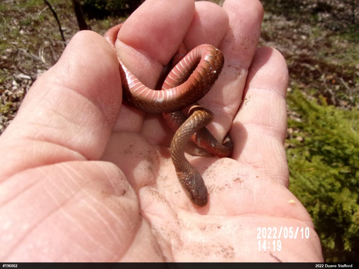 Red-bellied Snake