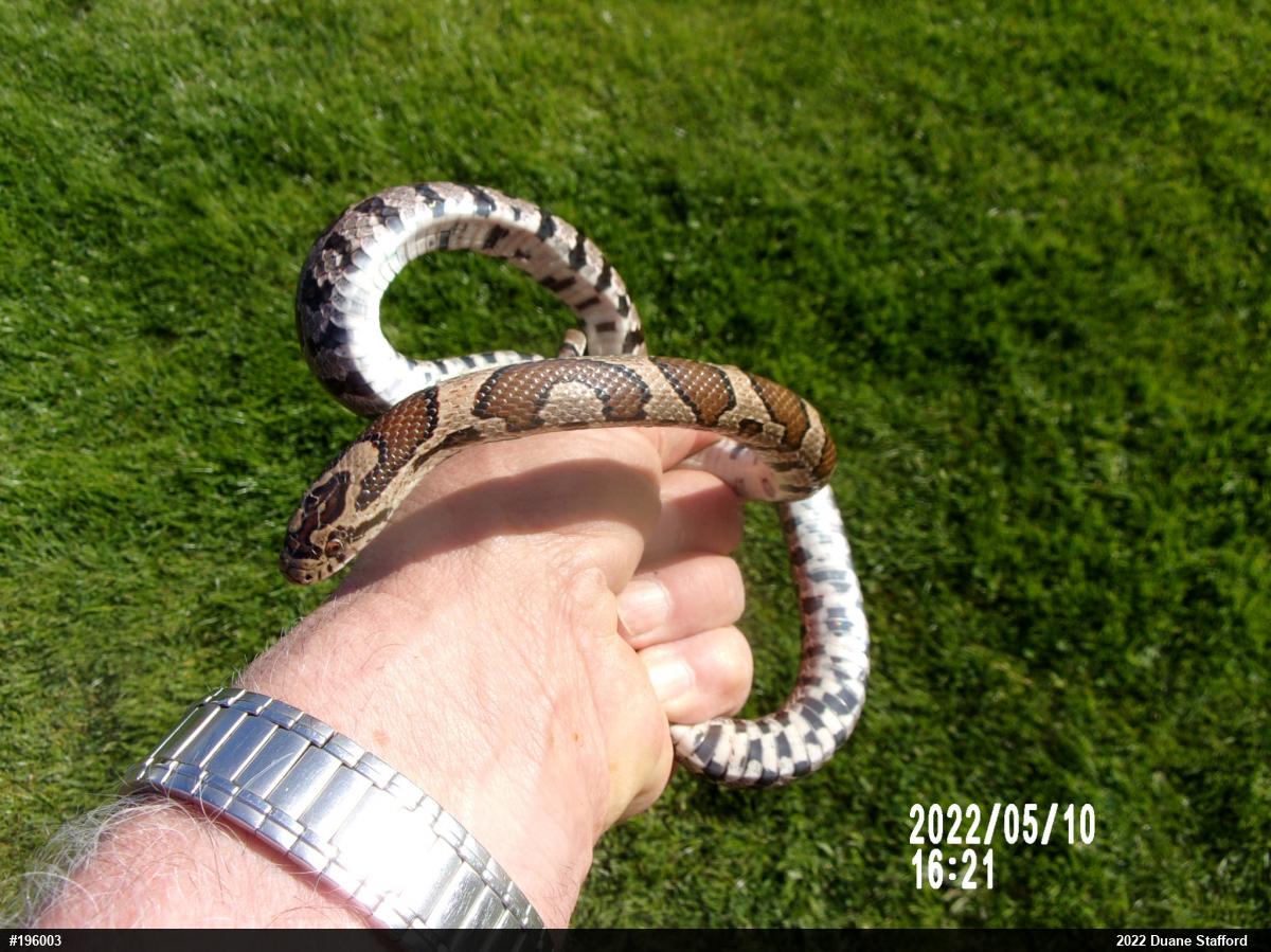 Eastern Milksnake