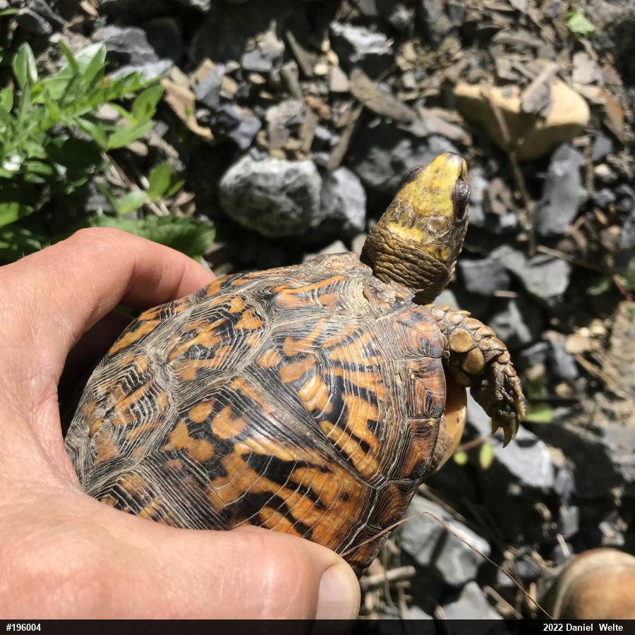 Eastern Box Turtle