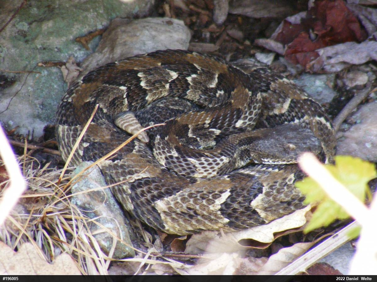 Timber Rattlesnake
