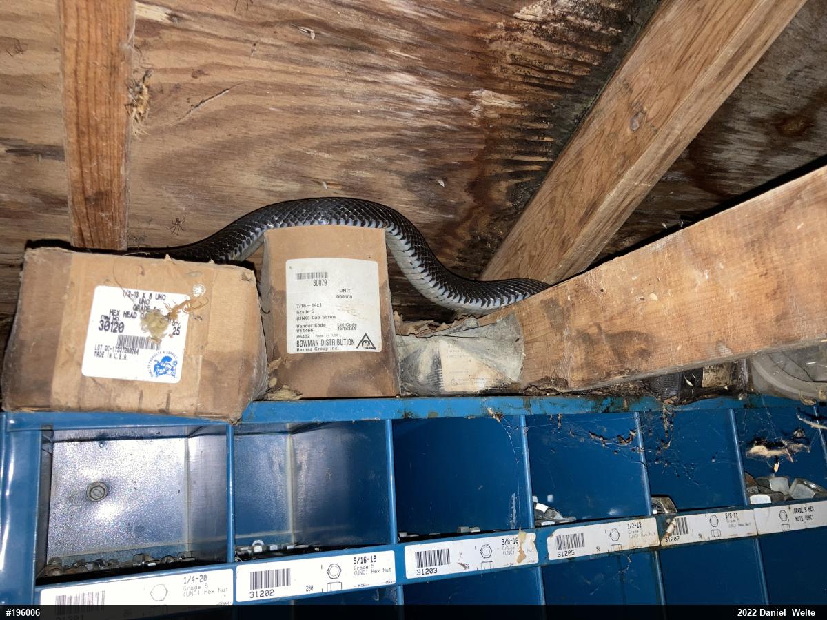 Eastern Ratsnake