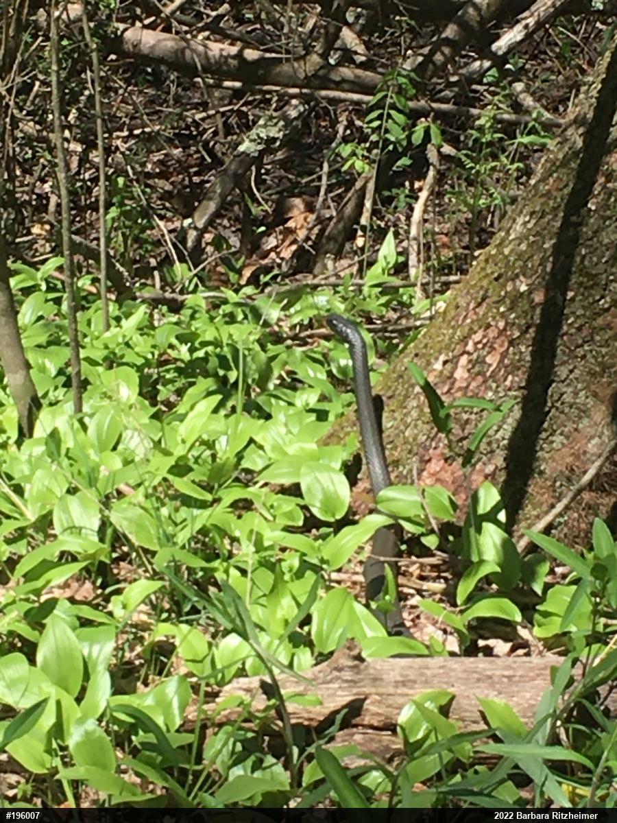 Northern Black Racer