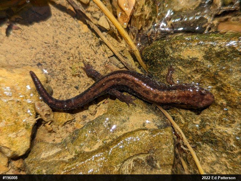 Allegheny Mountain Dusky Salamander
