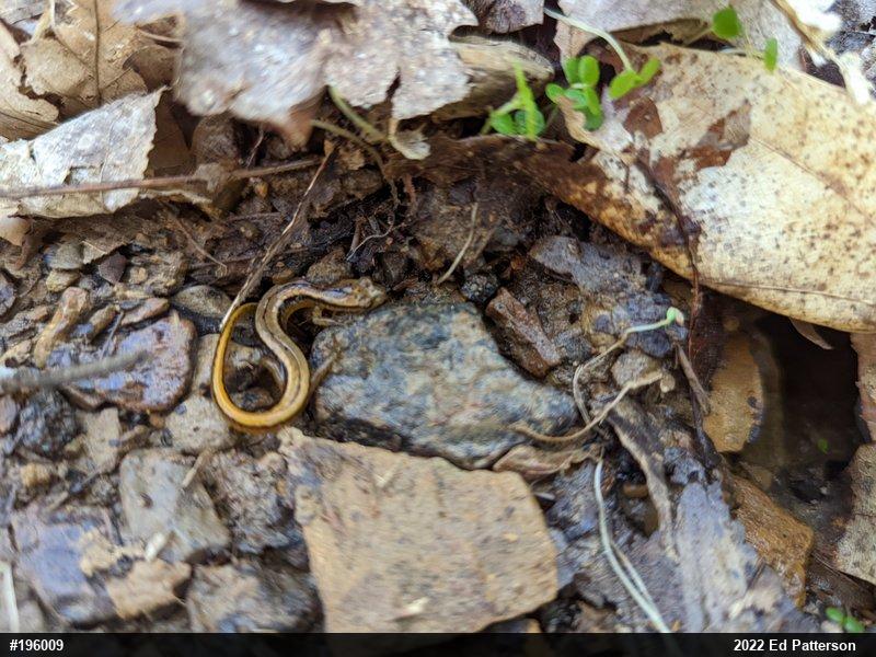 Northern Two-lined Salamander
