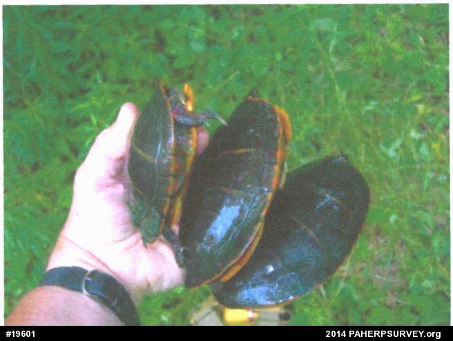 Painted Turtle