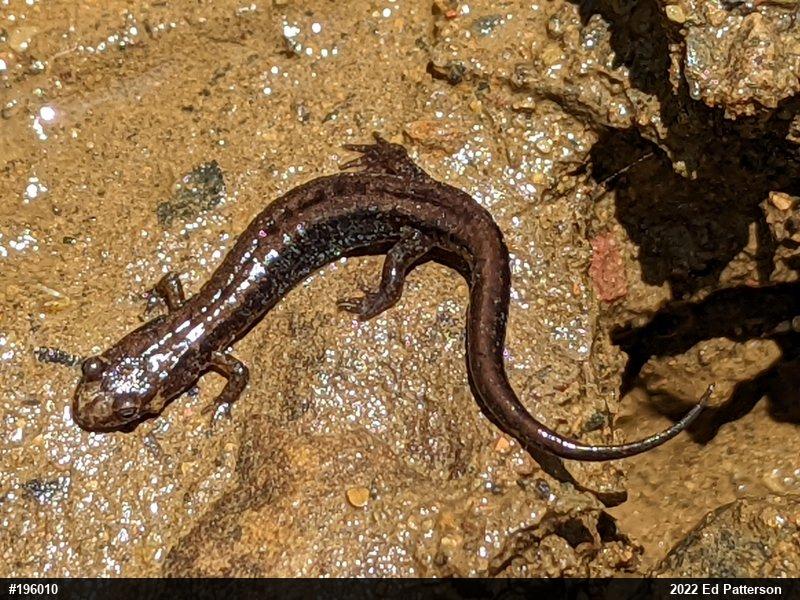 Allegheny Mountain Dusky Salamander