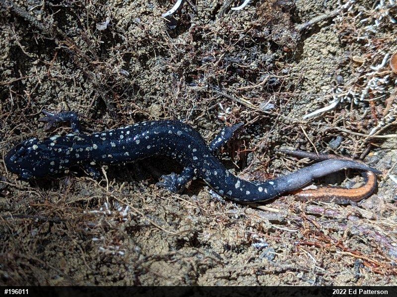 Northern Slimy Salamander