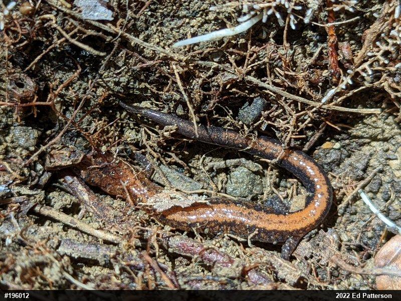 Eastern Red-backed  Salamander