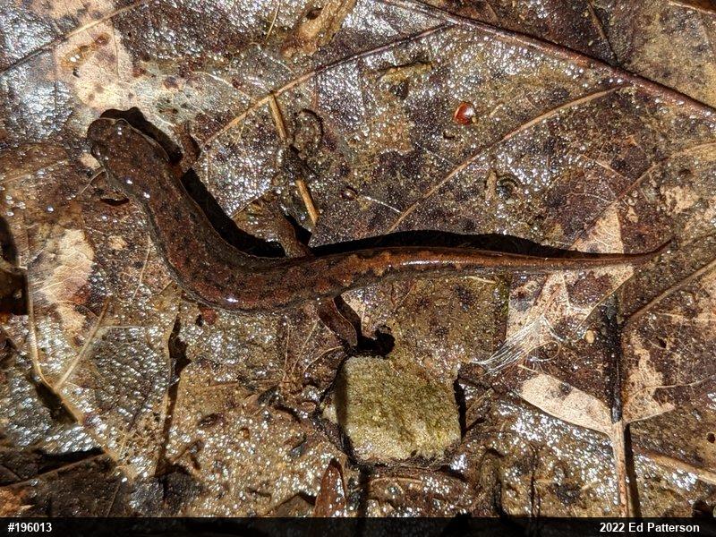 Northern Dusky Salamander