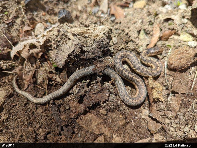 Eastern Gartersnake