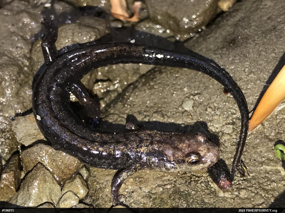 Allegheny Mountain Dusky Salamander