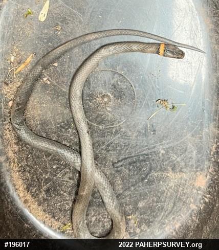 Northern Ring-necked Snake