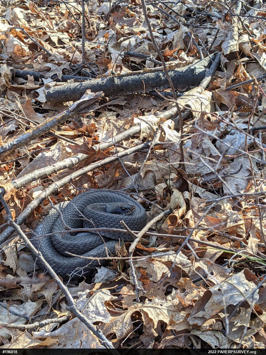 Eastern Hog-nosed Snake