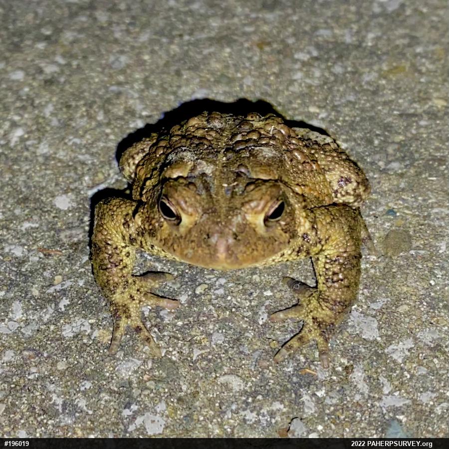Eastern American Toad