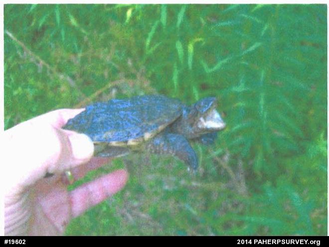 Snapping Turtle