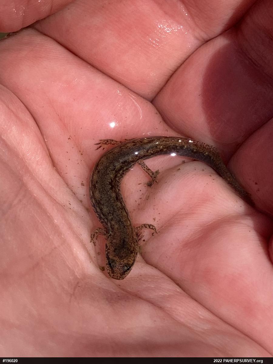 Northern Two-lined Salamander