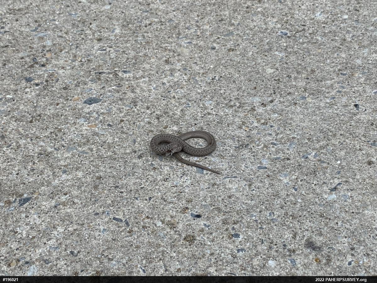 Dekay's Brownsnake
