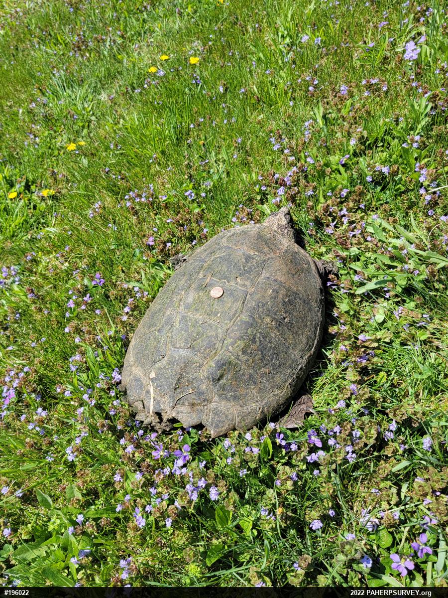 Snapping Turtle