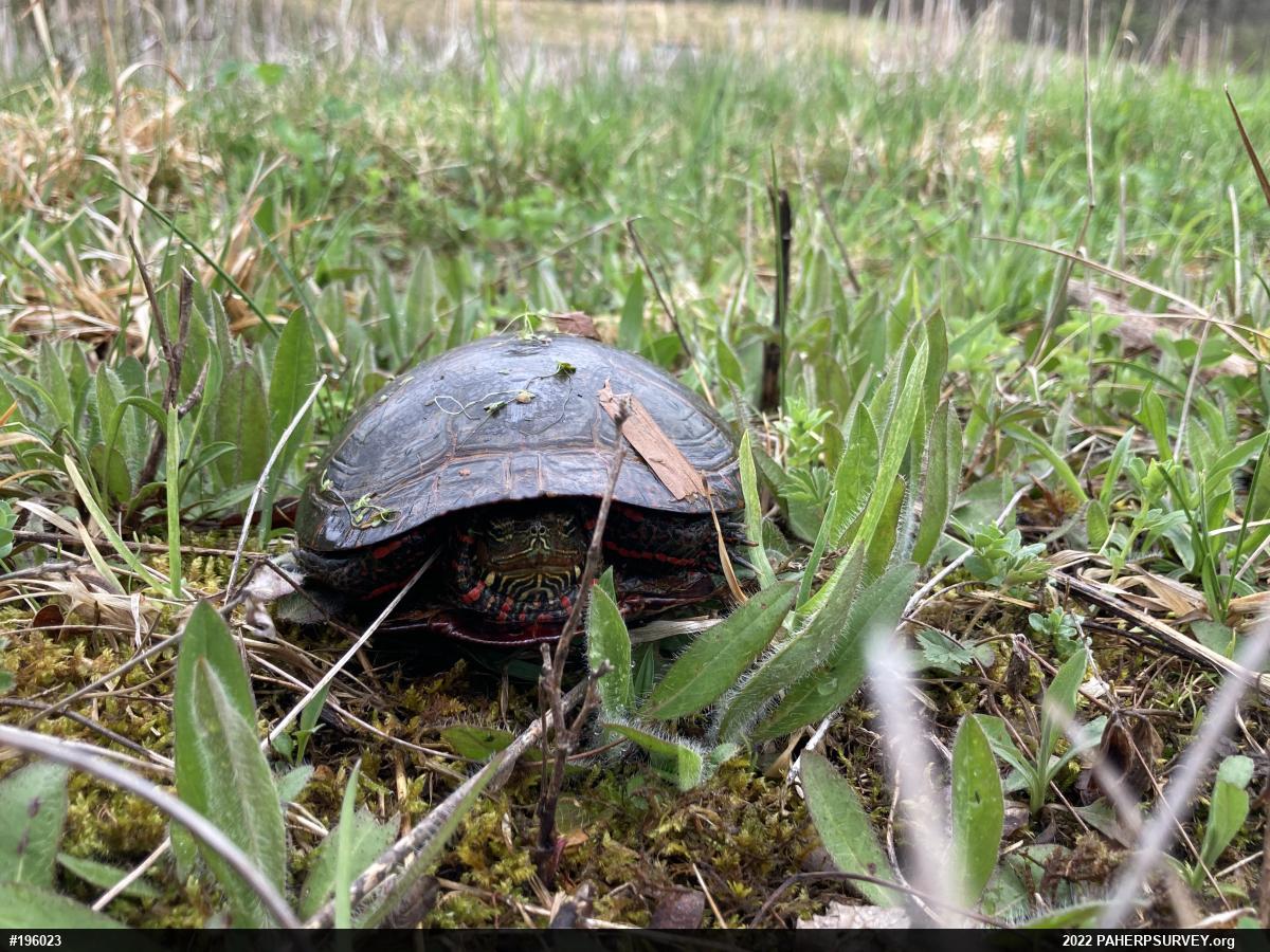 Midland Painted Turtle