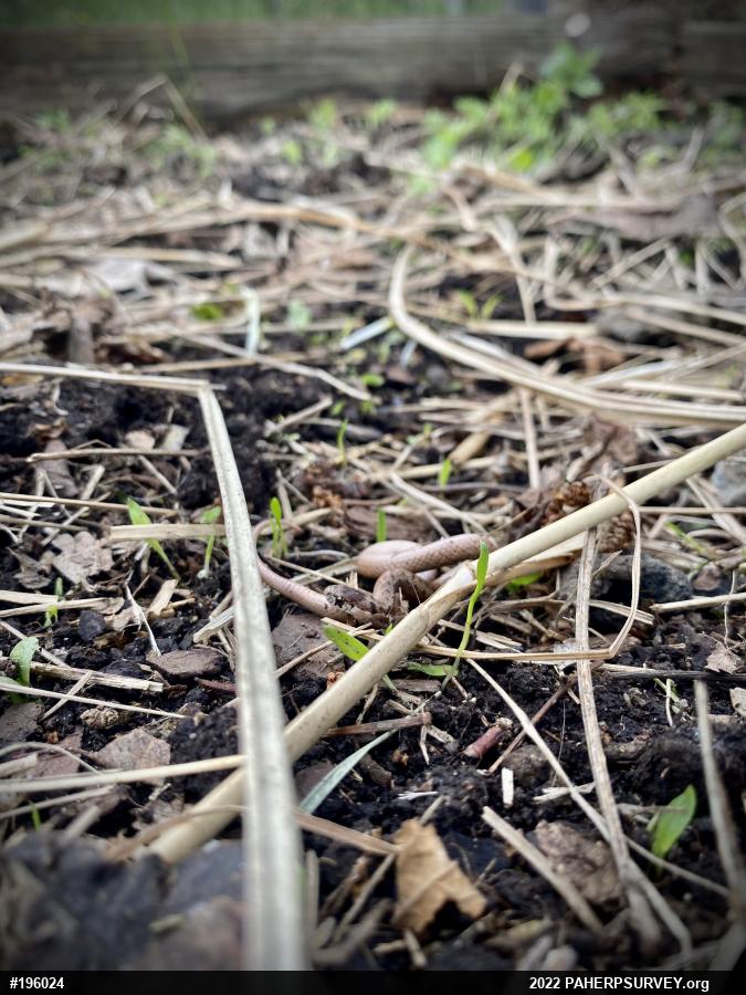 Dekay's Brownsnake