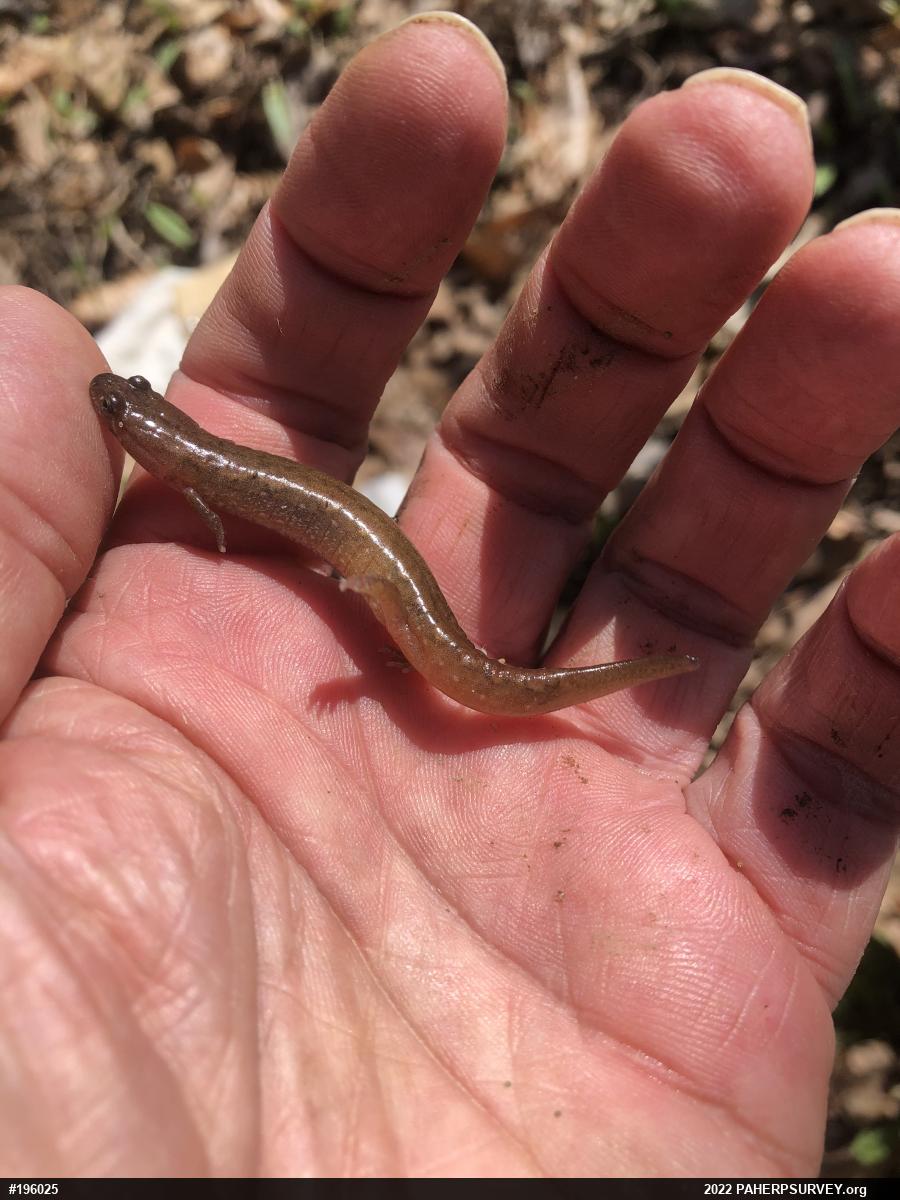 Northern Dusky Salamander