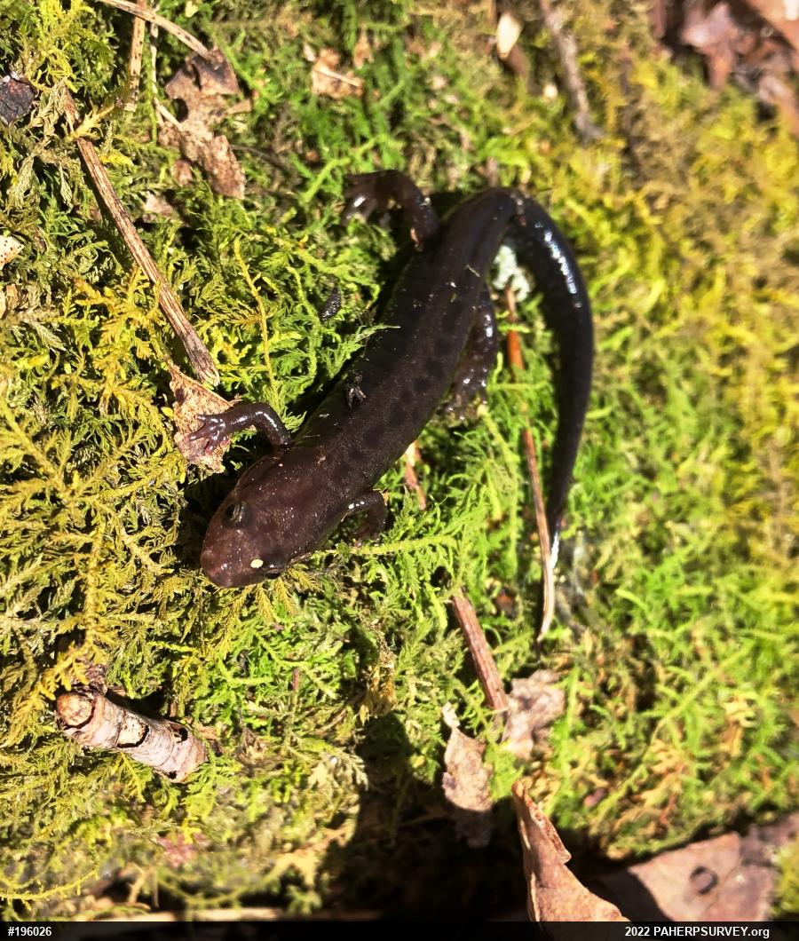 Allegheny Mountain Dusky Salamander